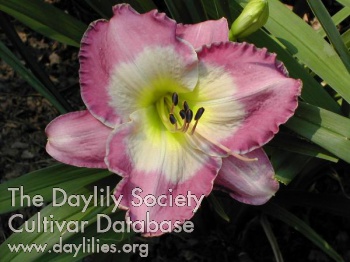 Daylily Irving Shulman